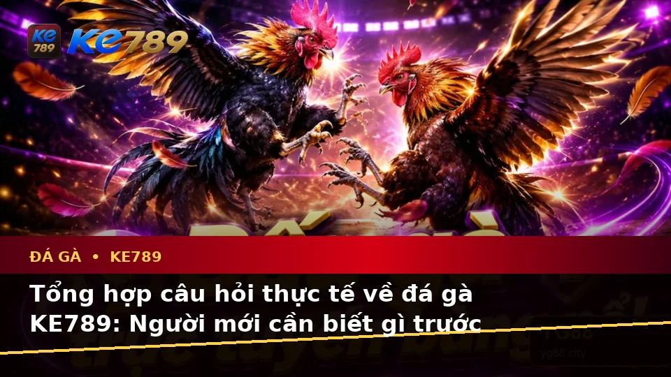 Đá Gà KE789: Tổng Hợp Câu Hỏi Thực Tế Của Người Mới Về Quản Lý Phiên Chơi Tại ke789pg.love